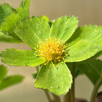 Hacquetia (Sanicula) epipactis